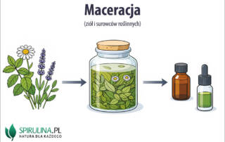 Maceracja