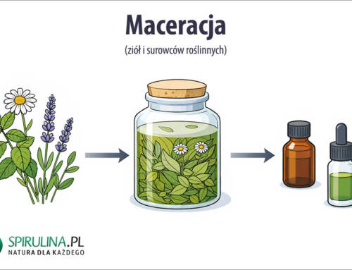 Maceracja
