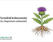 Szczodrak krokoszowaty