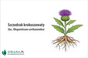 Szczodrak krokoszowaty