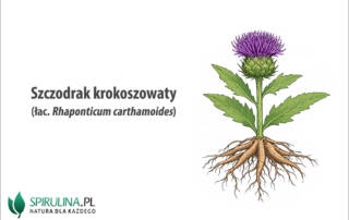 Szczodrak krokoszowaty