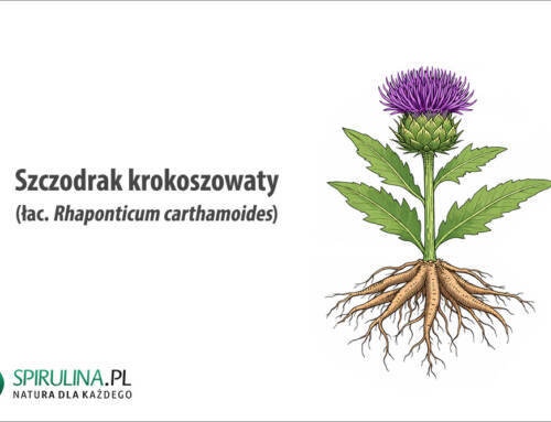 Szczodrak krokoszowaty