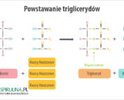 Triglicerydy (trójglicerydy)