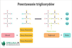 Triglicerydy (trójglicerydy)