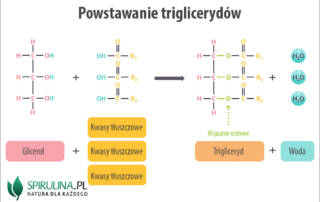 Triglicerydy (trójglicerydy)