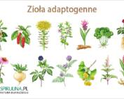 Zioła adaptogenne
