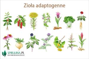 Zioła adaptogenne