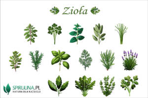 Zioła