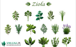 Zioła