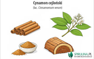 Cynamon cejloński