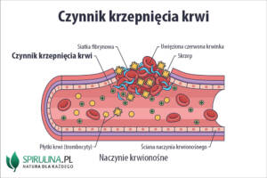 Czynniki krzepnięcia krwi