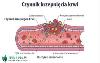 Czynniki krzepnięcia krwi