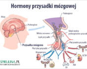 Hormony przysadki mózgowej