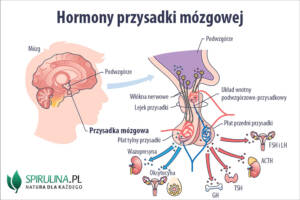 Hormony przysadki mózgowej