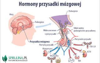 Hormony przysadki mózgowej