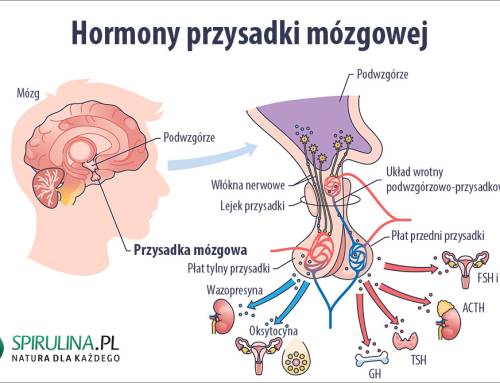 Hormony przysadki mózgowej