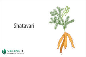 Shatavari