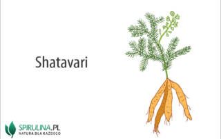 Shatavari