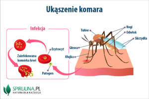 Ukąszenie komara