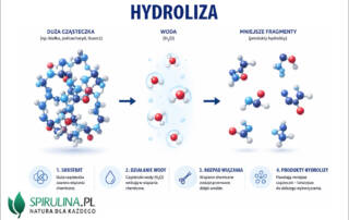 Hydroliza