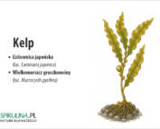 Kelp