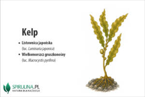 Kelp