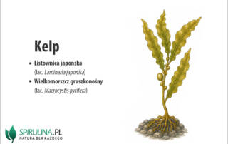 Kelp
