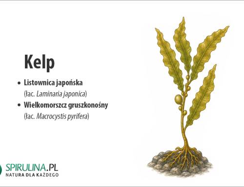 Kelp