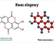 Kwas elagowy