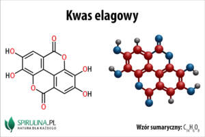 Kwas elagowy