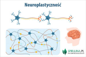 Neuroplastyczność