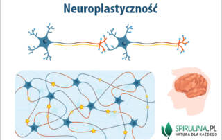 Neuroplastyczność