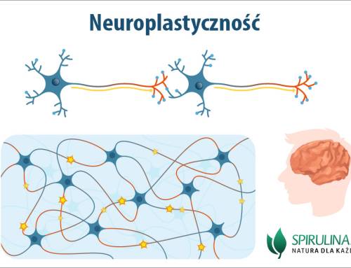 Neuroplastyczność