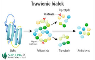 Proteazy