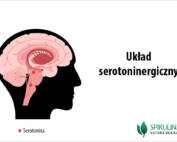Układ serotoninergiczny