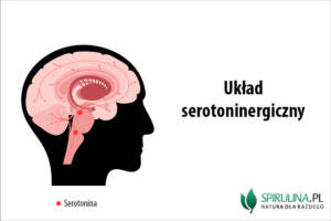 Układ serotoninergiczny