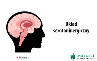 Układ serotoninergiczny