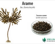 Arame
