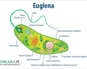 Euglena