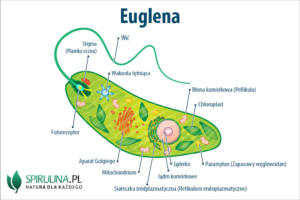 Euglena
