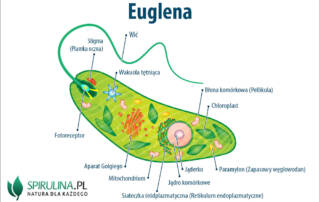 Euglena