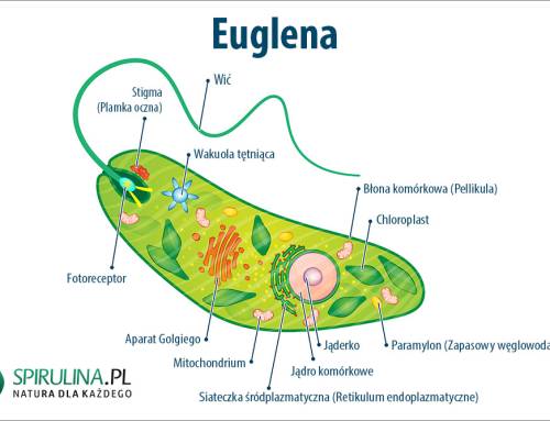 Euglena