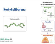Kortykoliberyna
