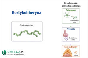 Kortykoliberyna