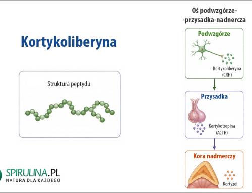 Kortykoliberyna