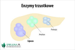 Lipaza trzustkowa