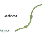 Anabaena