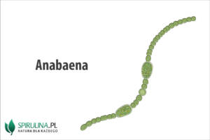 Anabaena