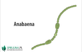 Anabaena