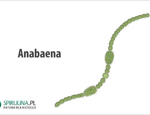 Anabaena